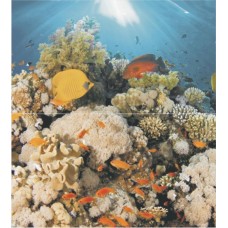 Панно Corals Panno (из 2-х шт) 45x50
